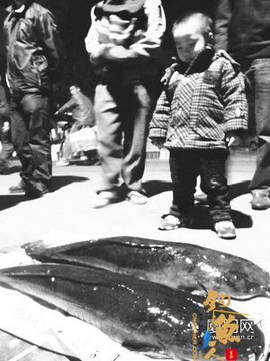 市民和朋友在同安钓鱼 一网下去捞起超级胡子鱼似“情侣”