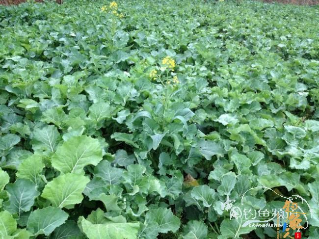 庸人自扰,开心得鲤 图 BY weh