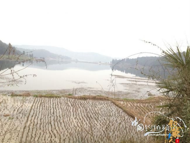 庸人自扰,开心得鲤 图 BY weh