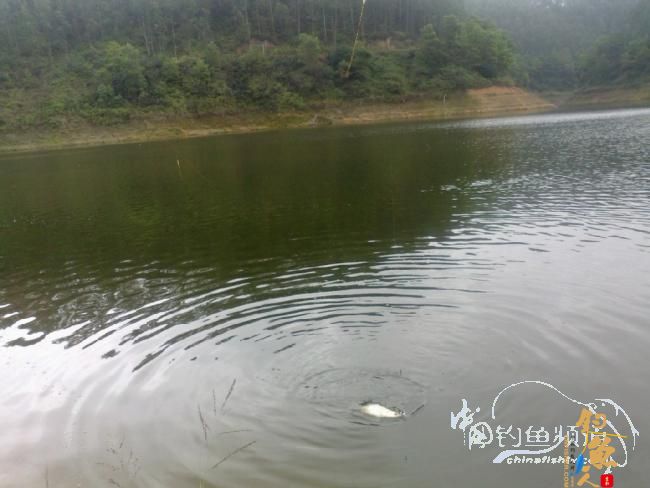 龙年第5战--元宵佳节邂逅麦鲮mm 图 作者:天语a905