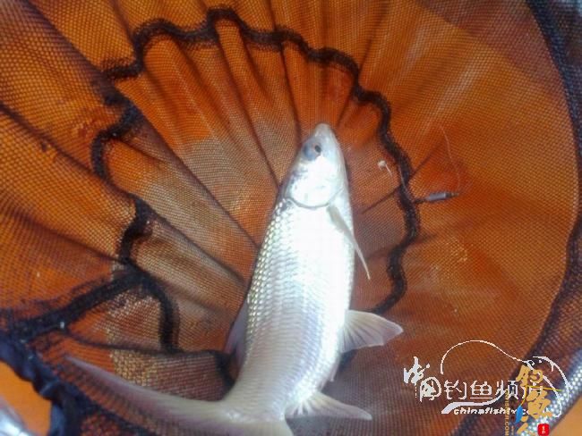 龙年第5战--元宵佳节邂逅麦鲮mm  图 作者：天语a905 