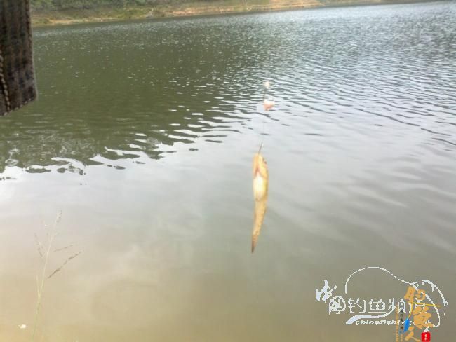 龙年第5战--元宵佳节邂逅麦鲮mm  图 作者：天语a905 