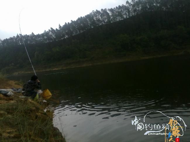 龙年第5战--元宵佳节邂逅麦鲮mm  图 作者：天语a905 