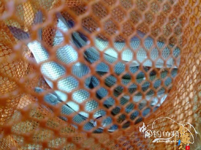 龙年第5战--元宵佳节邂逅麦鲮mm  图 作者：天语a905 