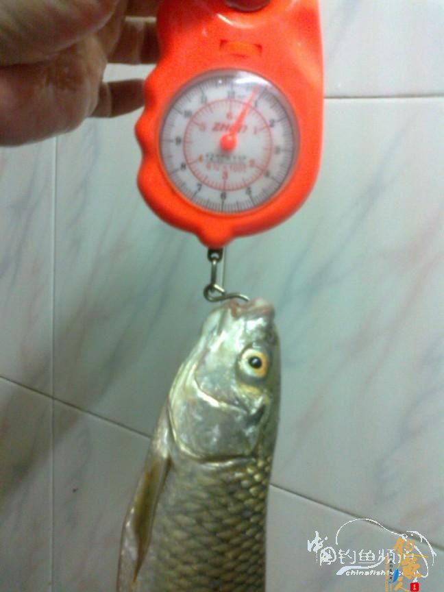 龙年第5战--元宵佳节邂逅麦鲮mm  图 作者：天语a905 