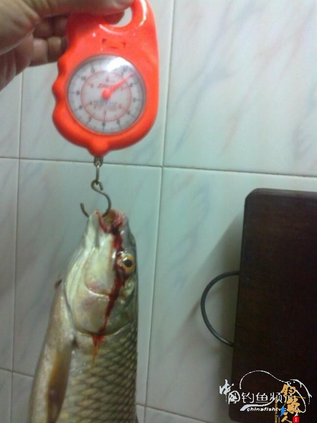 龙年第5战--元宵佳节邂逅麦鲮mm  图 作者：天语a905 