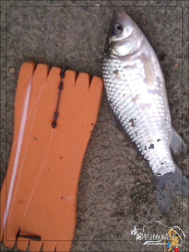  【原创】再钓三河 作者：络石峰 图