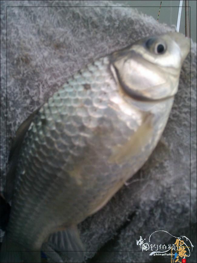 【原创】再钓三河 作者：络石峰 图