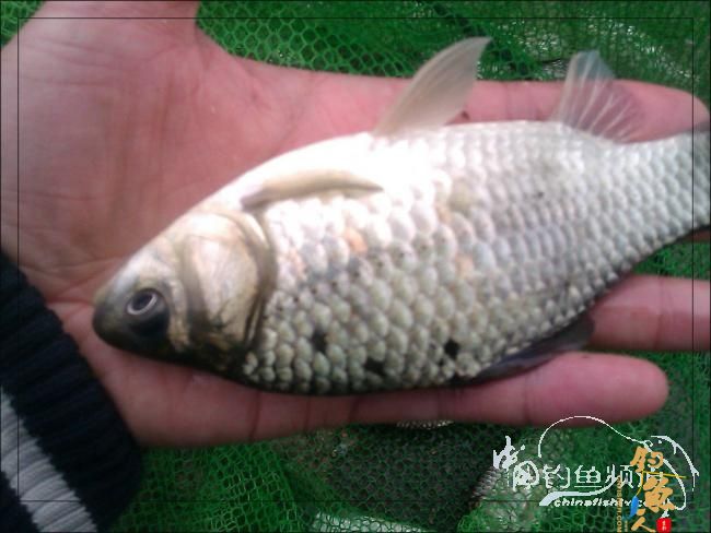 【原创】再钓三河 作者：络石峰 图