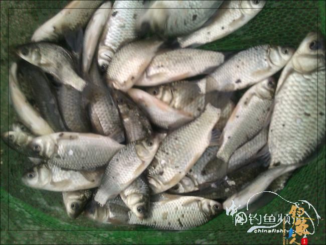 【原创】再钓三河 作者:络石峰 图