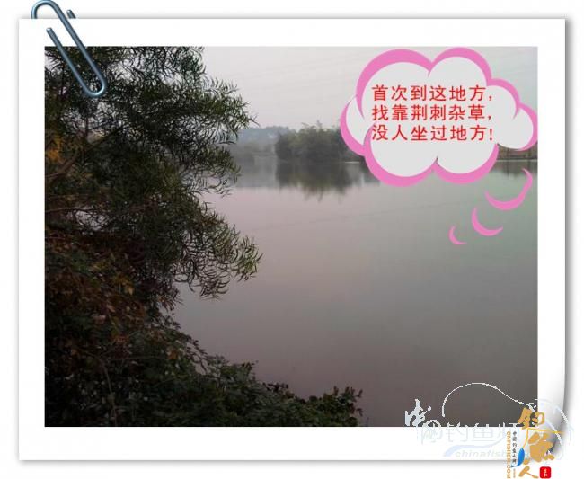 那马河哦我爱您！钓鱼佬爱大板鲫！BY爸爸鱼 图