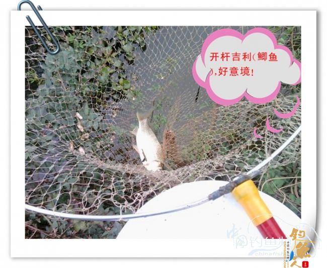 那马河哦我爱您！钓鱼佬爱大板鲫！BY爸爸鱼 图