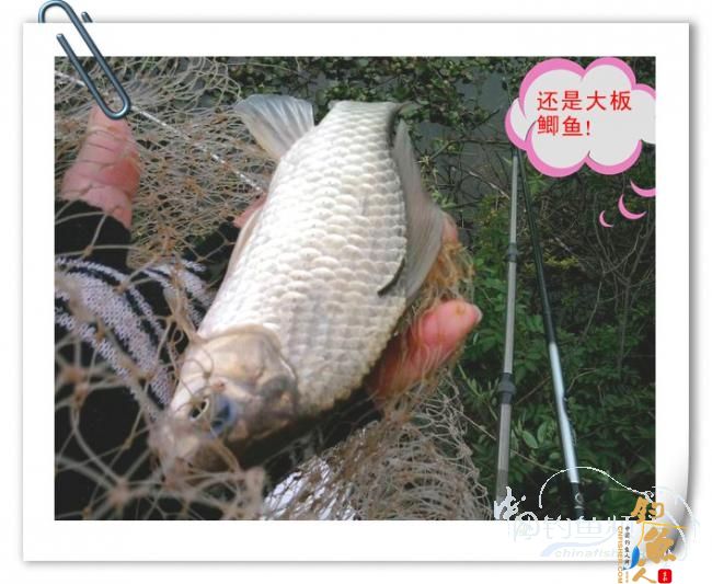 那马河哦我爱您！钓鱼佬爱大板鲫！BY爸爸鱼 图