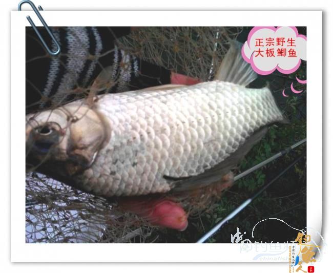 那马河哦我爱您！钓鱼佬爱大板鲫！BY爸爸鱼 图