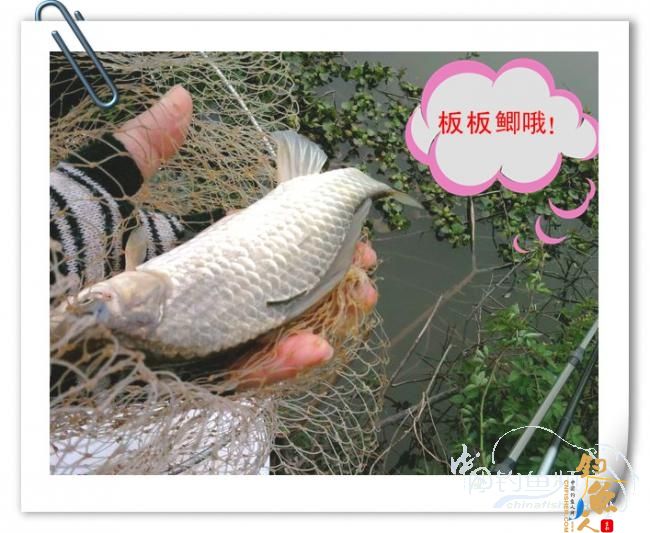 那马河哦我爱您！钓鱼佬爱大板鲫！BY爸爸鱼 图
