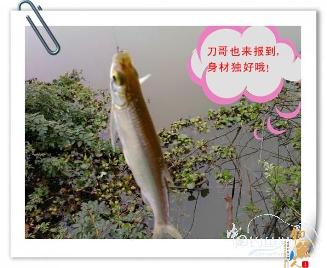 那马河哦我爱您！钓鱼佬爱大板鲫！BY爸爸鱼 图