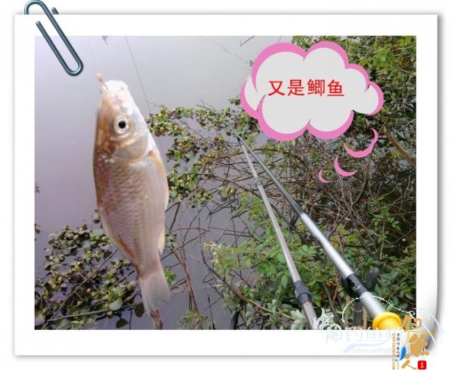 那马河哦我爱您！钓鱼佬爱大板鲫！BY爸爸鱼 图