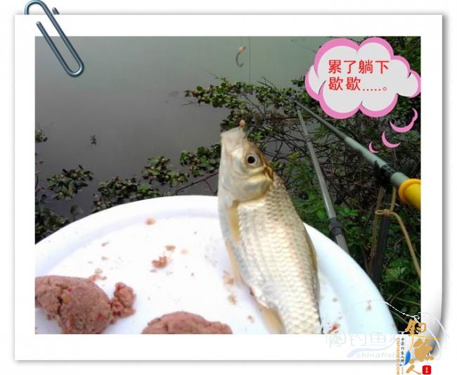 那马河哦我爱您！钓鱼佬爱大板鲫！BY爸爸鱼 图