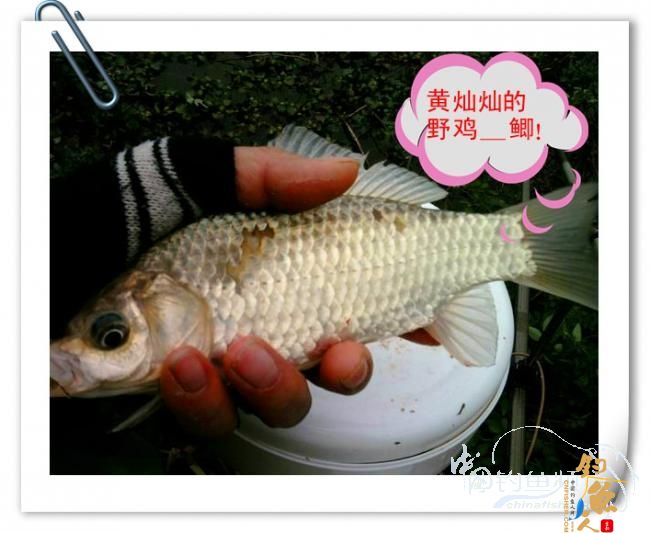 那马河哦我爱您！钓鱼佬爱大板鲫！BY爸爸鱼 图