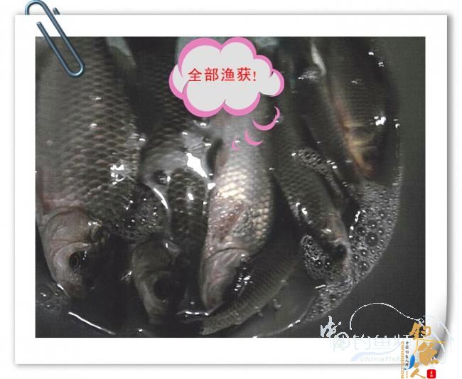 那马河哦我爱您！钓鱼佬爱大板鲫！BY爸爸鱼 图