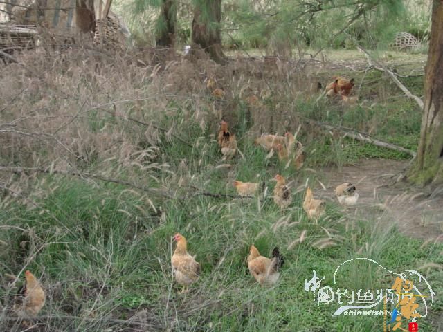 老醉钓鱼日记159：三江野河 BY 醉鱼 有图