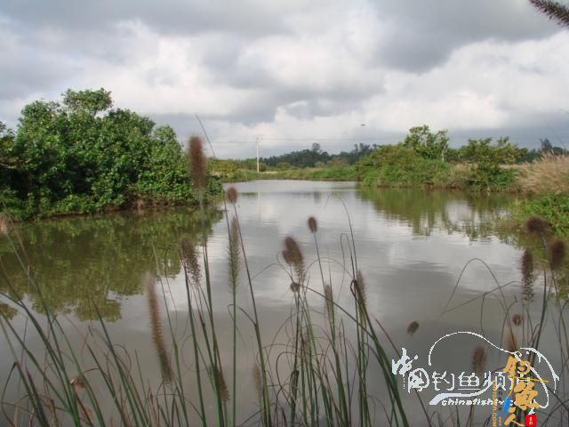 老醉钓鱼日记159:三江野河 BY 醉鱼 有图