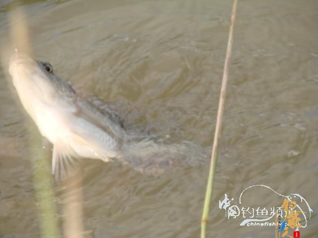 老醉钓鱼日记159:三江野河 BY 醉鱼 有图