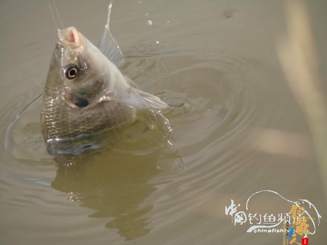 老醉钓鱼日记159：三江野河 BY 醉鱼 有图