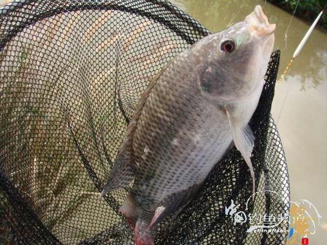 老醉钓鱼日记159：三江野河 BY 醉鱼 有图