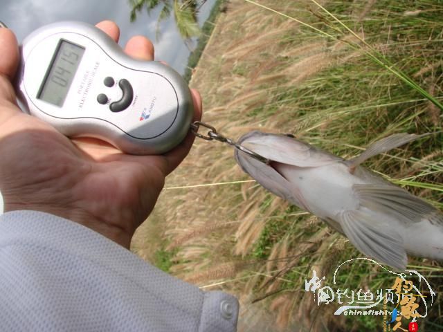 老醉钓鱼日记159：三江野河 BY 醉鱼 有图