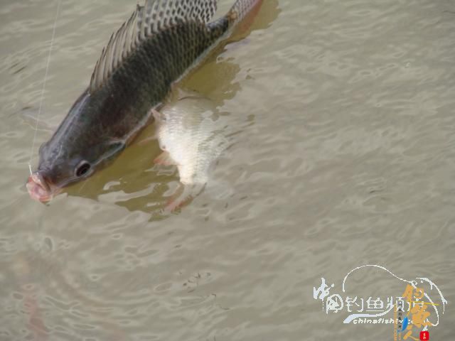 老醉钓鱼日记159：三江野河 BY 醉鱼 有图