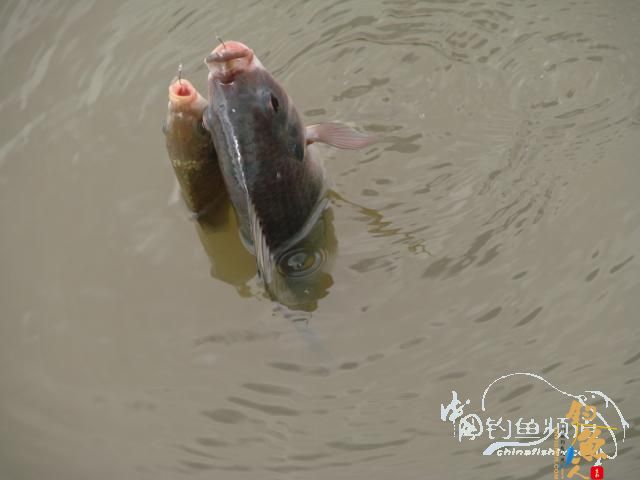 老醉钓鱼日记159：三江野河 BY 醉鱼 有图