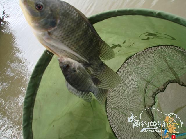 老醉钓鱼日记159：三江野河 BY 醉鱼 有图