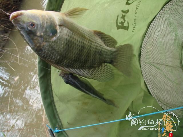 老醉钓鱼日记159：三江野河 BY 醉鱼 有图