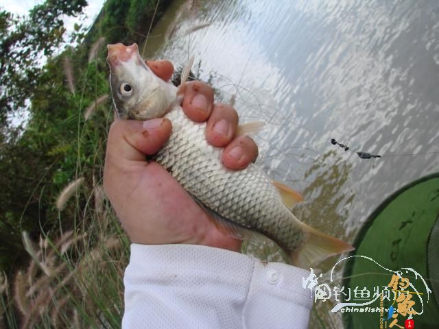 老醉钓鱼日记159:三江野河 BY 醉鱼 有图