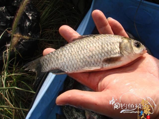 老醉钓鱼日记159:三江野河 BY 醉鱼 有图