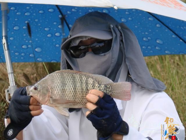 老醉钓鱼日记159:三江野河 BY 醉鱼 有图