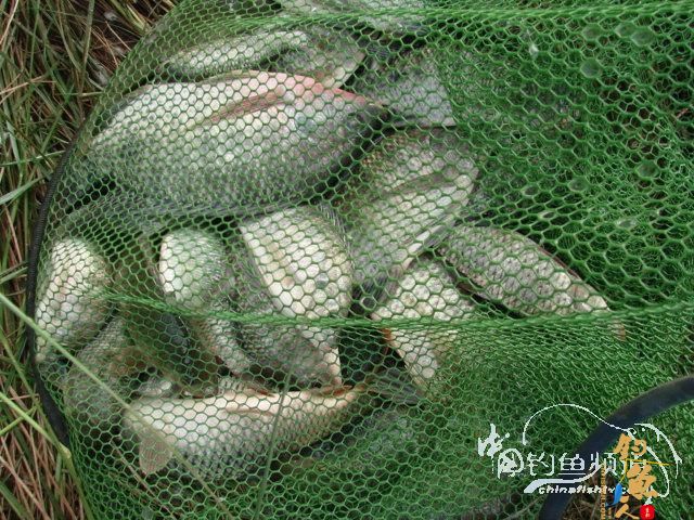 老醉钓鱼日记159：三江野河 BY 醉鱼 有图