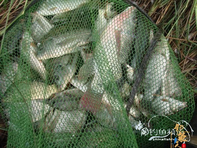 老醉钓鱼日记159：三江野河 BY 醉鱼 有图