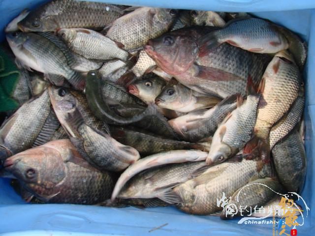 老醉钓鱼日记159：三江野河 BY 醉鱼 有图