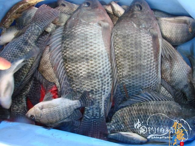 老醉钓鱼日记159：三江野河 BY 醉鱼 有图