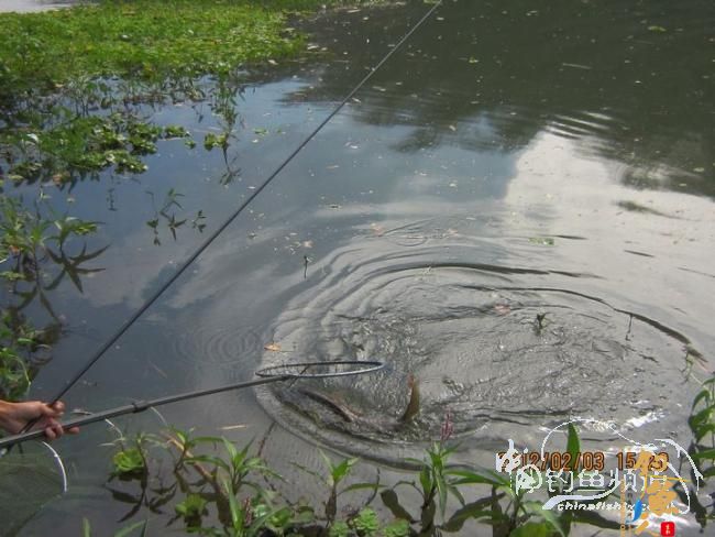 探钓南腊河纪实 BY 乡野钓鱼叟 有图有风景