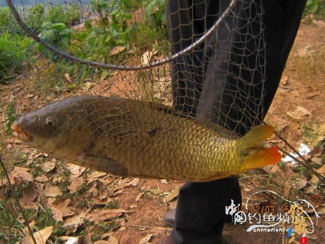 探钓南腊河纪实 BY 乡野钓鱼叟 有图有风景