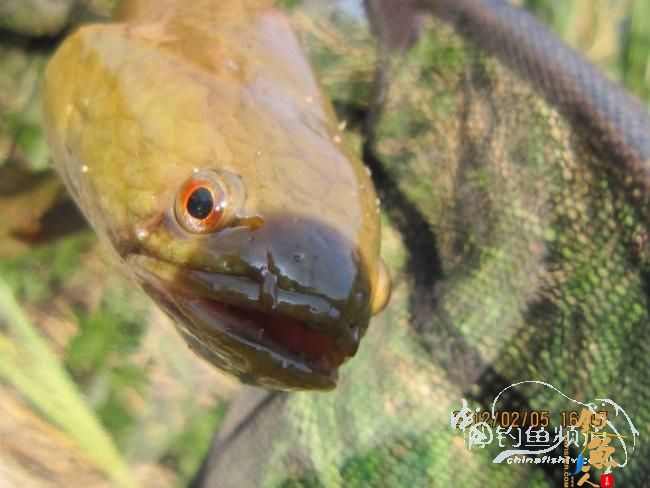 探钓南腊河纪实 BY 乡野钓鱼叟 有图有风景