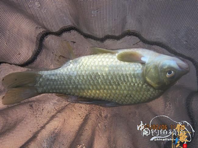 探钓南腊河纪实 BY 乡野钓鱼叟 有图有风景