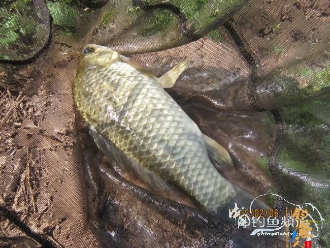 探钓南腊河纪实 BY 乡野钓鱼叟 有图有风景