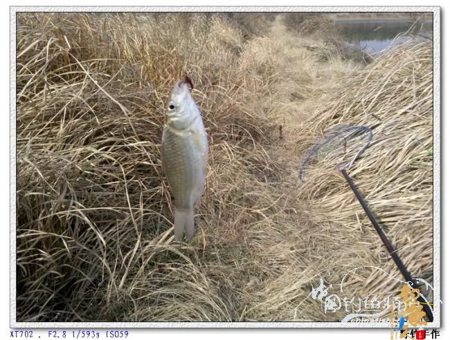 初四野钓水库 图 by 野钓手