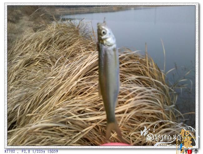 初四野钓水库 图 by 野钓手