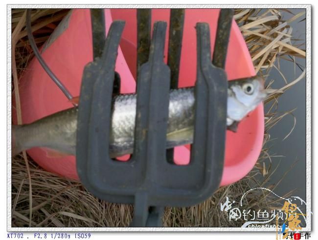 初四野钓水库 图 by 野钓手