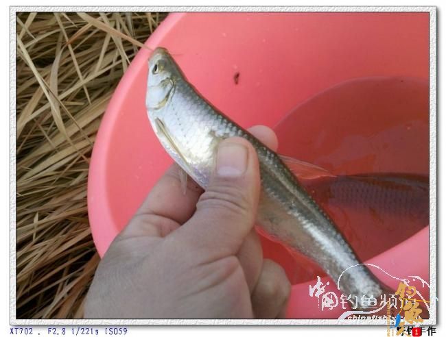 初四野钓水库 图 by 野钓手